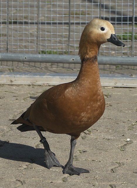 恒大和上港